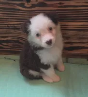 Scratch , a female Australian Shepherd for sale in Gordon, GA – 6 of 10