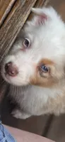 Domino, a male Australian Shepherd for sale in Gordon, GA – 3 of 9