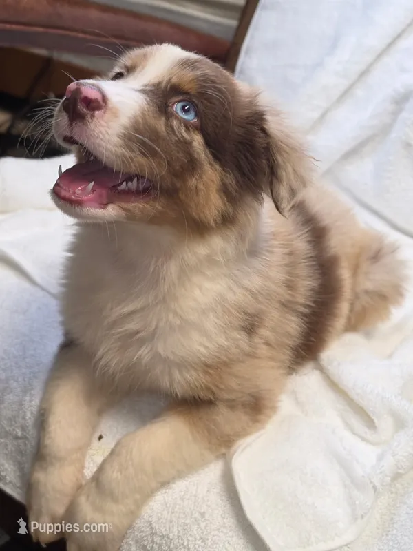 Fats – Australian Shepherd puppy for sale in Gordon, GA
