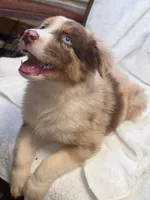 Fats, a male Australian Shepherd for sale in Gordon, GA – 1 of 9