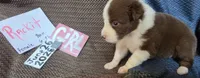 Rackit, a female Australian Shepherd for sale in Gordon, GA – 4 of 10