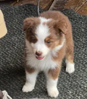 Hustler, a male Australian Shepherd for sale in Gordon, GA – 5 of 10