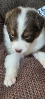 Lefty, a female Australian Shepherd for sale in Gordon, GA – 3 of 9