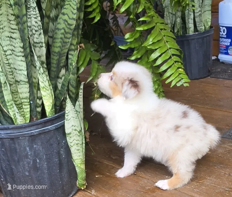 Gleason – Australian Shepherd puppy for sale in Gordon, GA