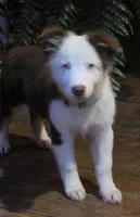Scratch , a female Australian Shepherd for sale in Gordon, GA – 6 of 9