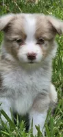 Snooker, a female Australian Shepherd for sale in Gordon, GA – 2 of 10