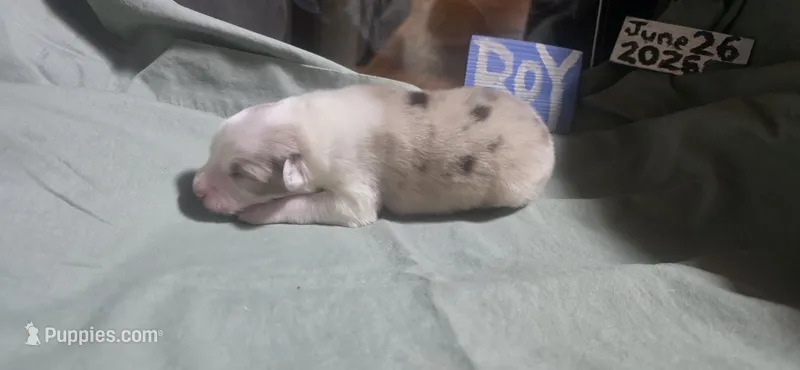 Domino – Australian Shepherd puppy for sale in Gordon, GA