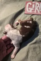 Que, a female Australian Shepherd for sale in Gordon, GA – 2 of 3