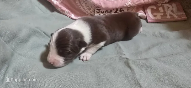 Rackit – Australian Shepherd puppy for sale in Gordon, GA