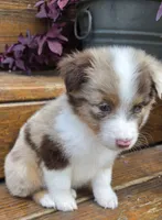 Fats, a male Australian Shepherd for sale in Gordon, GA – 4 of 10