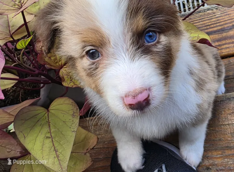 Fats – Australian Shepherd puppy for sale in Gordon, GA