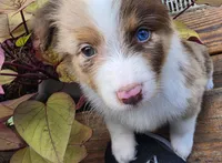Fats, a male Australian Shepherd for sale in Gordon, GA – 1 of 10