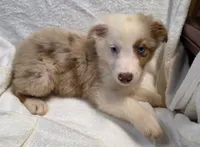 Domino, a male Australian Shepherd for sale in Gordon, GA – 4 of 4