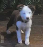 Scratch , a female Australian Shepherd for sale in Gordon, GA – 5 of 9