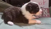 Rackit, a female Australian Shepherd for sale in Gordon, GA – 6 of 10