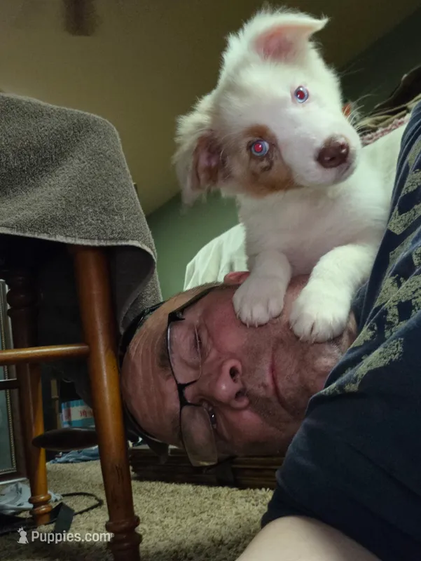 Domino – Australian Shepherd puppy for sale in Gordon, GA