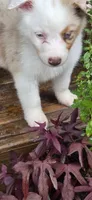 Domino, a male Australian Shepherd for sale in Gordon, GA – 4 of 9