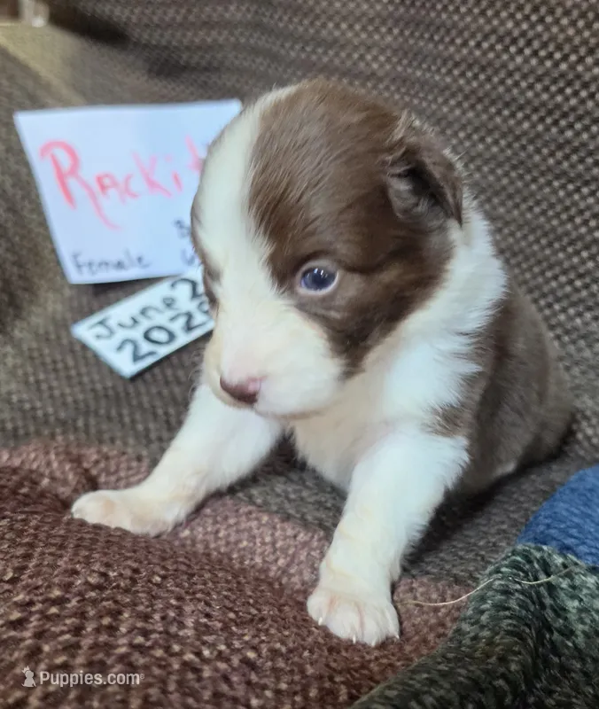 Rackit – Australian Shepherd puppy for sale in Gordon, GA