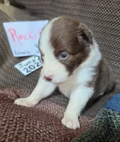 Rackit, a female Australian Shepherd for sale in Gordon, GA – 1 of 10