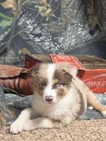 Fats, a male Australian Shepherd for sale in Gordon, GA – 2 of 9