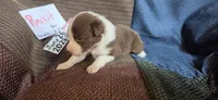 Rackit, a female Australian Shepherd for sale in Gordon, GA – 5 of 10