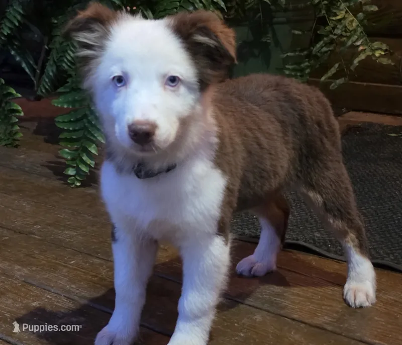 Scratch  – Australian Shepherd puppy for sale in Gordon, GA