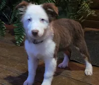 Scratch , a female Australian Shepherd for sale in Gordon, GA – 1 of 9