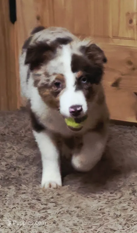 Fats – Australian Shepherd puppy for sale in Gordon, GA