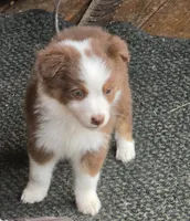 Hustler, a male Australian Shepherd for sale in Gordon, GA – 8 of 10