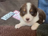 Lefty, a female Australian Shepherd for sale in Gordon, GA – 2 of 9