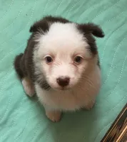Scratch , a female Australian Shepherd for sale in Gordon, GA – 4 of 10