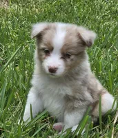 Snooker, a female Australian Shepherd for sale in Gordon, GA – 5 of 10