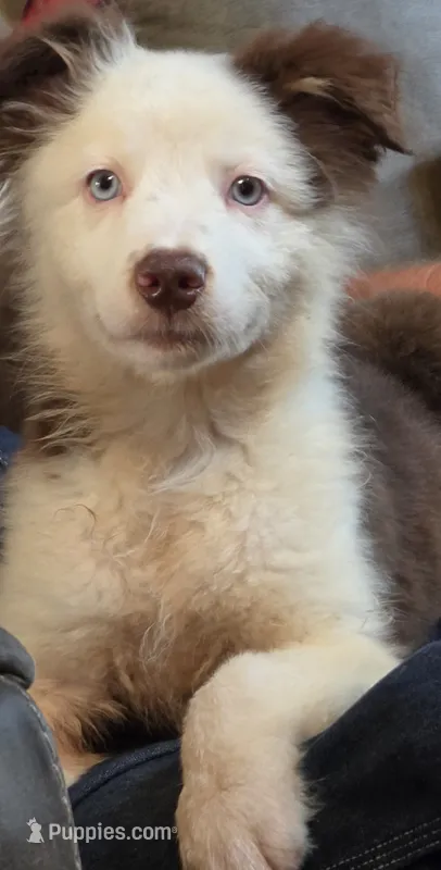 Domino – Australian Shepherd puppy for sale in Gordon, GA