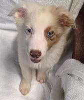 Domino, a male Australian Shepherd for sale in Gordon, GA – 2 of 4