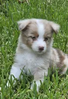 Snooker, a female Australian Shepherd for sale in Gordon, GA – 6 of 10