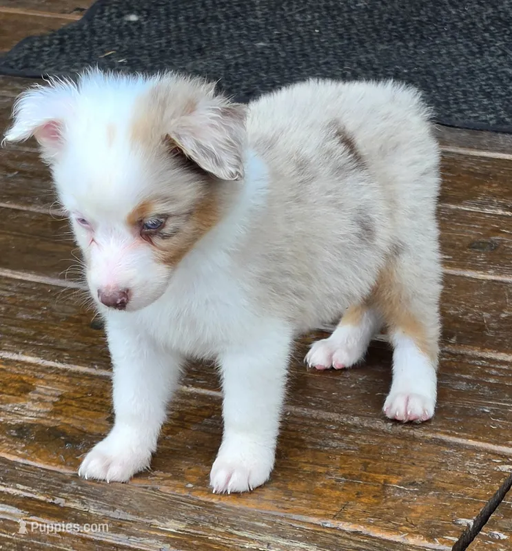 Domino – Australian Shepherd puppy for sale in Gordon, GA