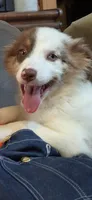 Cue, a female Australian Shepherd for sale in Gordon, GA – 5 of 10