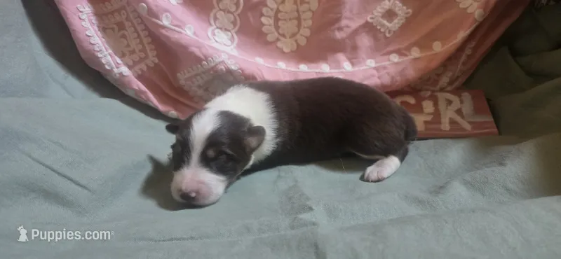 Scratch  – Australian Shepherd puppy for sale in Gordon, GA