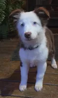 Scratch , a female Australian Shepherd for sale in Gordon, GA – 4 of 9