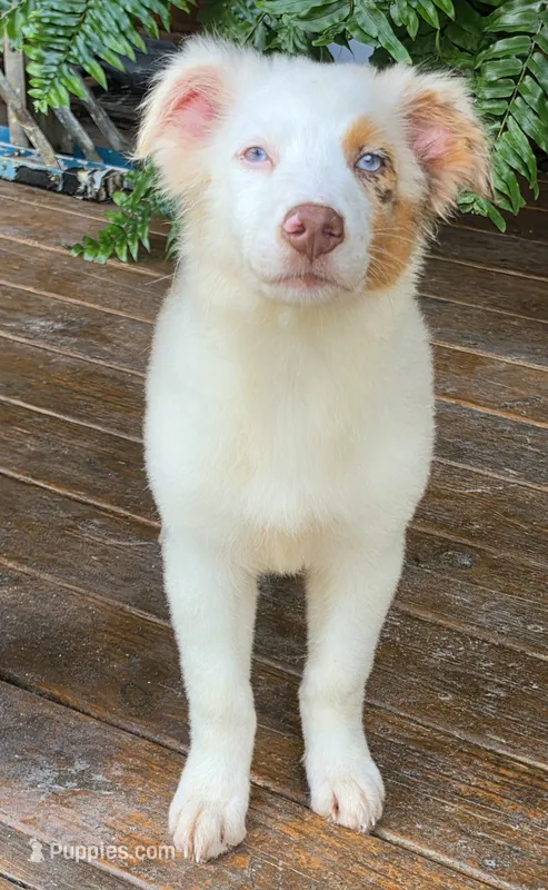 Domino – Australian Shepherd puppy for sale in Gordon, GA