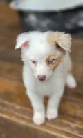 Domino, a male Australian Shepherd for sale in Gordon, GA – 6 of 9
