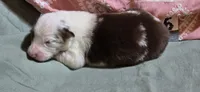 Cue, a female Australian Shepherd for sale in Gordon, GA – 3 of 10