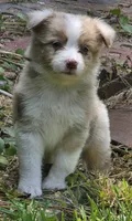 Snooker, a female Australian Shepherd for sale in Gordon, GA – 3 of 10