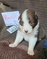 Rackit, a female Australian Shepherd for sale in Gordon, GA – 2 of 10