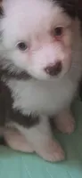 Scratch , a female Australian Shepherd for sale in Gordon, GA – 2 of 10