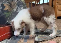 Cue, a female Australian Shepherd for sale in Gordon, GA – 8 of 10