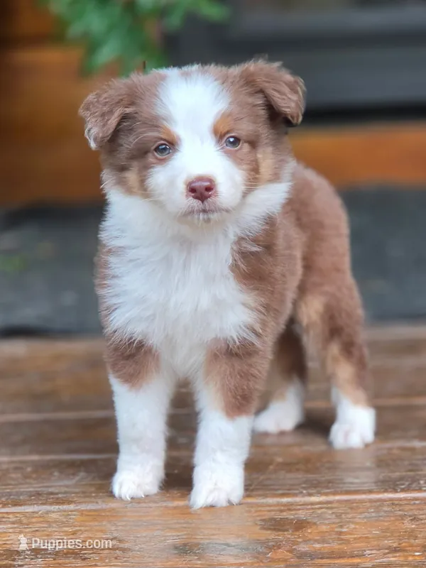 Hustler – Australian Shepherd puppy for sale in Gordon, GA