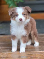 Hustler, a male Australian Shepherd for sale in Gordon, GA – 1 of 10