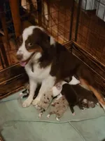 Domino, a male Australian Shepherd for sale in Gordon, GA – 8 of 9