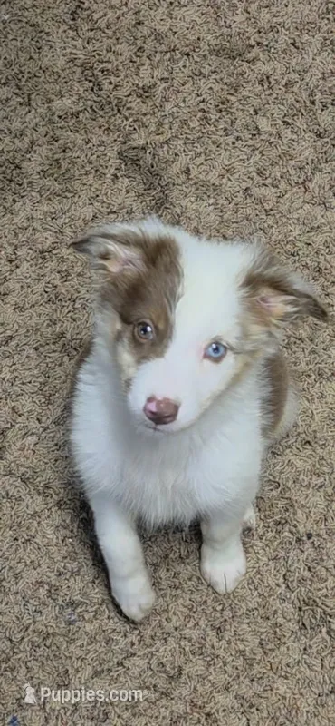 Cue – Australian Shepherd puppy for sale in Gordon, GA